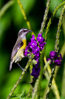 Bananaquit
