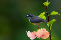 Bananaquit
