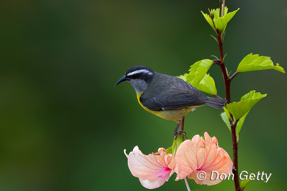 Bananaquit