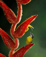 Bananaquit