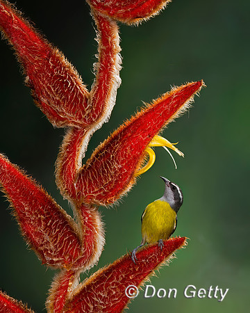 Bananaquit