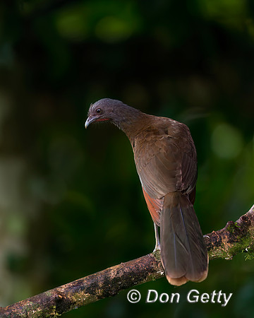 Grey-headed Chachalaca