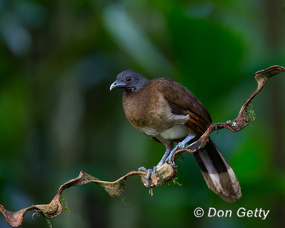 Grey-headed Chachalaca
