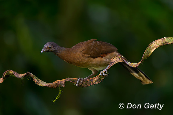 Grey-headed Chachalaca
