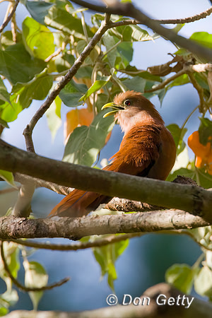Squirrel Cuckoo