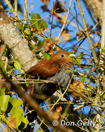 Squirrel Cuckoo