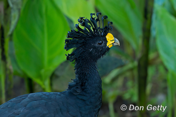 Great Curassow