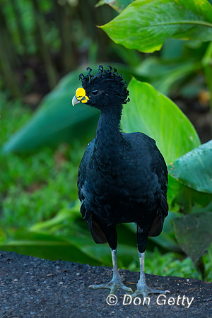 Great Curassow
