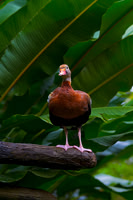 Black-bellied Whistling Duck
