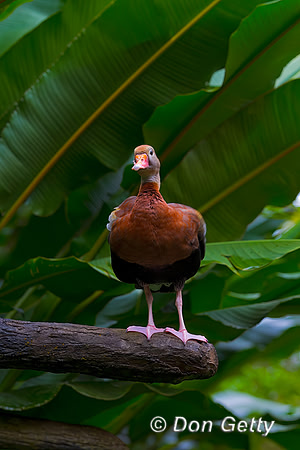 Black-bellied Whistling Duck