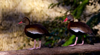 Black-bellied Whistling Duck
