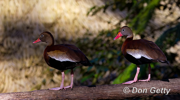 Black-bellied Whistling Duck
