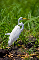 Great Egret