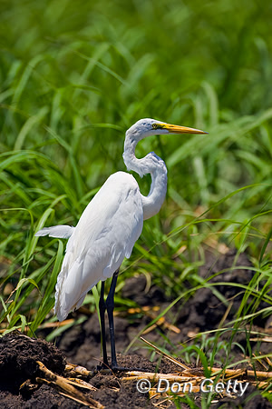 Great Egret