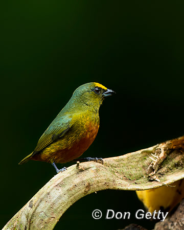 Olive-backed Euphonia
