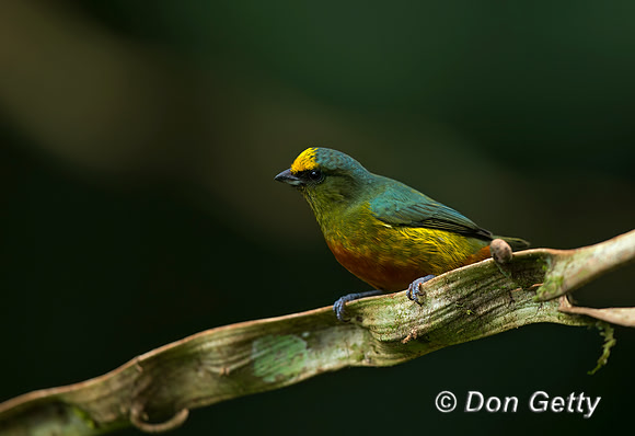 Olive-backed Euphonia