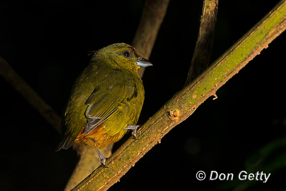Olive-backed Euphonia