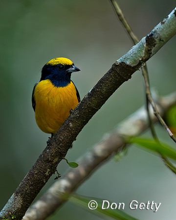 Spot-crowned Euphonia