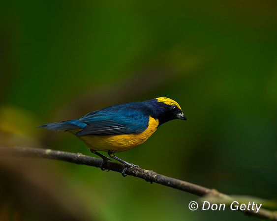 Spot-crowned Euphonia