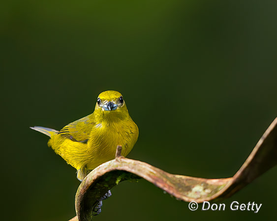 Yellow-crowned Euphonia
