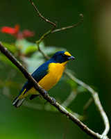 Yellow-throated Euphonia