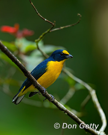 Yellow-throated Euphonia