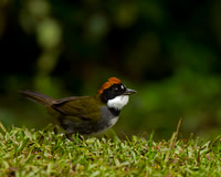 Chestnut-capped Brush-Finch