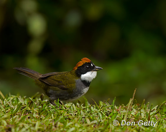Chestnut-capped Brush-Finch