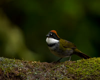 Chestnut-capped Brush-Finch
