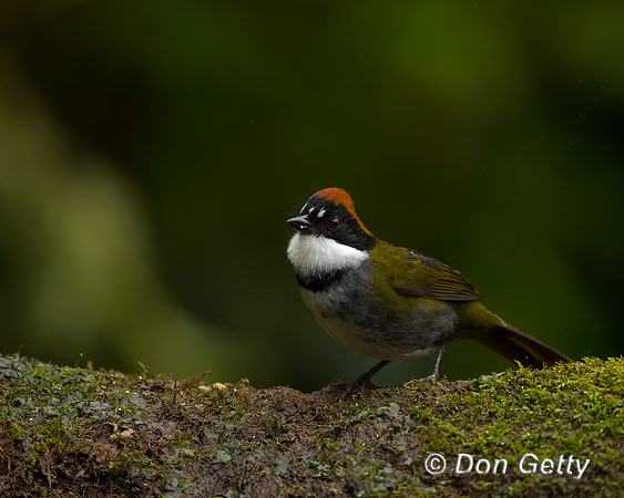 Chestnut-capped Brush-Finch