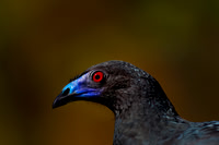 Black Guan