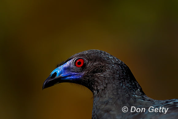 Black Guan