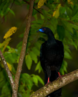 Black Guan
