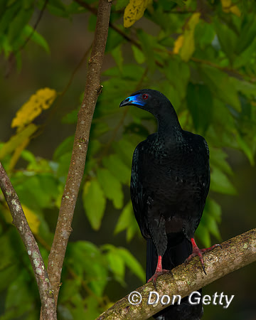 Black Guan