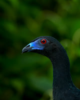 Black Guan