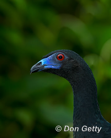 Black Guan