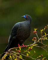 Black Guan
