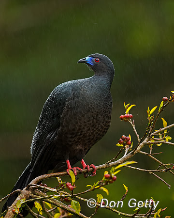 Black Guan