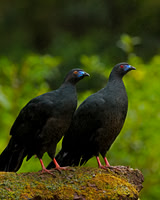 Black Guan