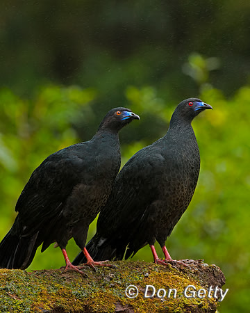 Black Guan
