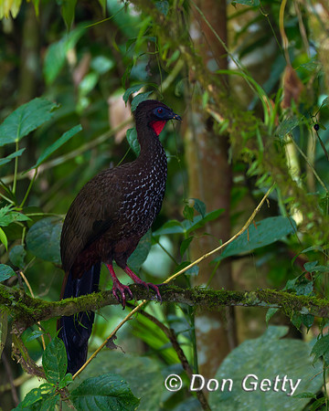 Crested Guan