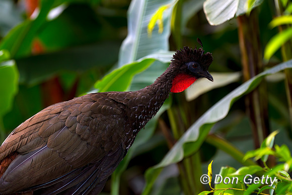 Crested Guan