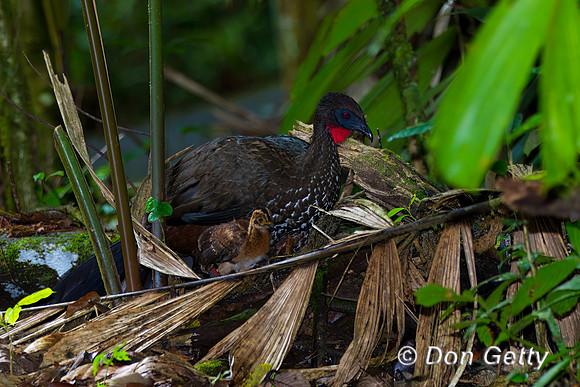 Crested Guan