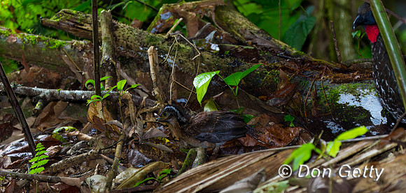 Crested Guan