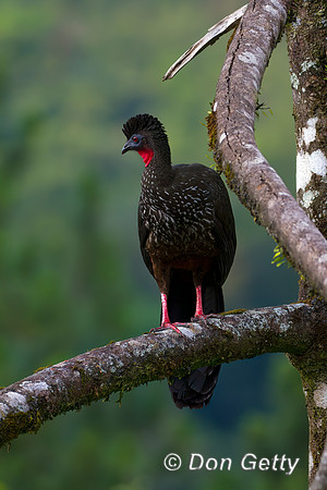 Crested Guan