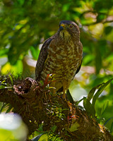 Broad-winged Hawk