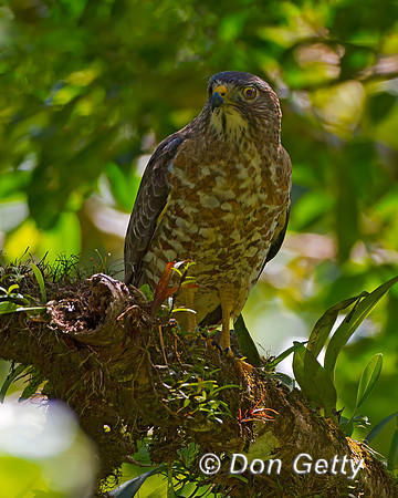 Broad-winged Hawk
