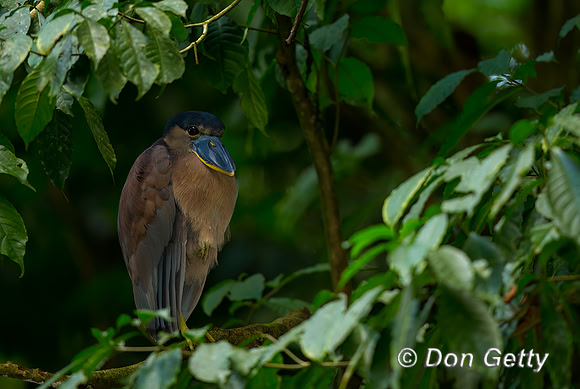 Boat-billed Heron
