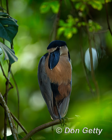 Boat-billed Heron