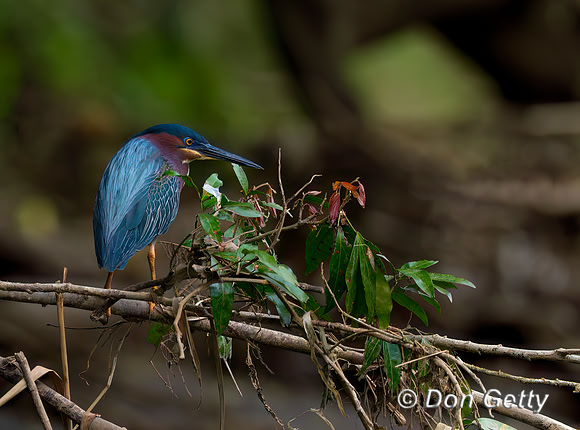 Green Heron